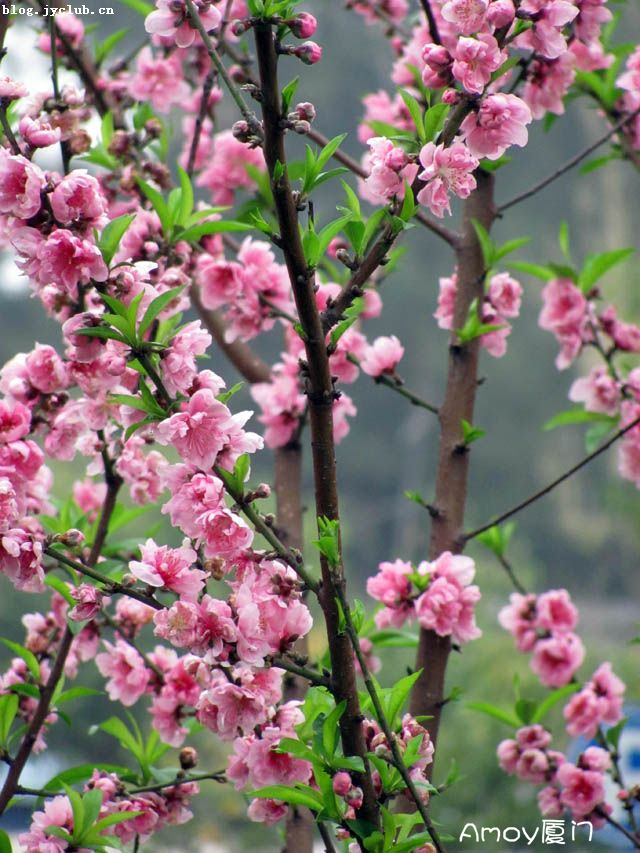 忠仑公园：正是一年桃花盛开时