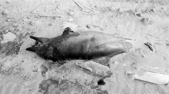 厦门翔安沙滩惊现海豚尸体