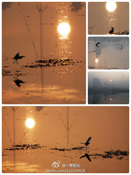 海沧湖晨光中的海鸟