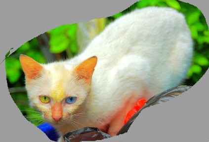 奇异猫咪，眼睛一只蓝一只黄