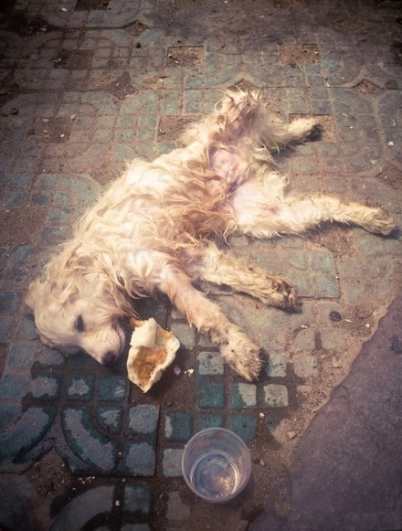 心痛：一只被遗弃的狗